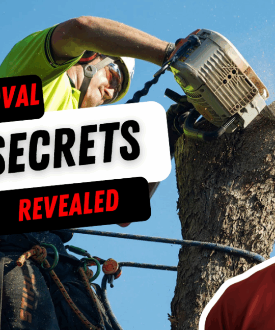 Tree Removal SEO Secrets Revealed: How Redback Tree Services Went from One Truck to a 12-Truck Melbourne Tree Removal Powerhouse