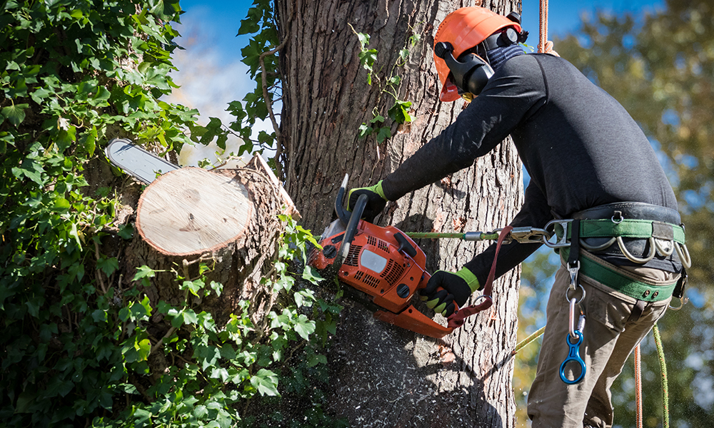 Tree-removal